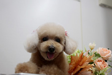 アンナちゃん