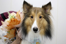 マクくん