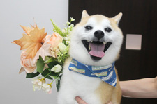 マメスケくん