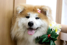 アンズちゃん