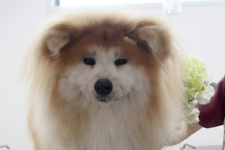 アンズちゃん